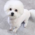 댕긋댕긋