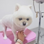 댕긋댕긋
