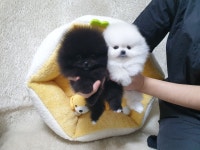 광주강아지분양 고양이분양 펫왕국