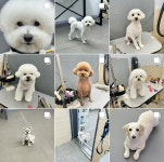 짱구야놀자 애견유치원 & 애견미용실