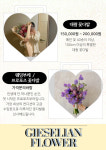 기젤리안플라워
