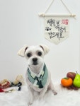 아토그루밍