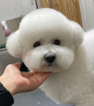 룰루랄라애견미용실