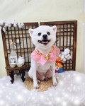 안아줄개