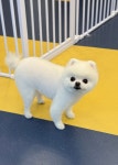 우쭈쭈플렉스 강아지 애견 미용