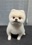 우쭈쭈플렉스 강아지 애견 미용