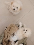 르라움 애견호텔 유치원 신암점