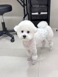 슬로베리 반려견미용실