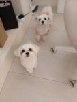 르라움 애견호텔 유치원 신암점