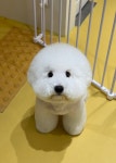 우쭈쭈플렉스 강아지 애견 미용