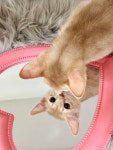 더펫 거제본점