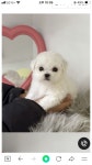 더펫 거제본점