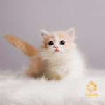 수원고양이전문분양 가토캣슬 광교용인점