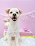 퓨어DOG