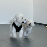 댕그랑댕 애견유치원