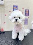 퓨어DOG