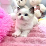 찐이캣