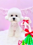 퓨어DOG