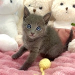 찐이캣