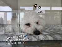 옐레드 애견유치원&애견호텔 대전노은점