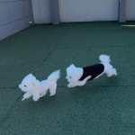 댕그랑댕 애견유치원