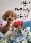 멍멍이발소