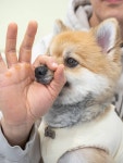 아라댕댕