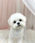 펫밀리샵