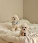펫밀리샵