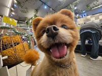 하비멍애견카페.미용.호텔