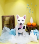 사랑스럽개 반려동물미용