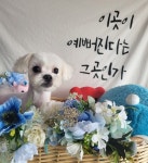 멍멍이발소
