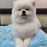 멍멍이발소