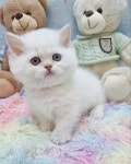 대구고양이분양 퍼스트캣 대구점