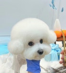 꼬몽스 강아지미용실