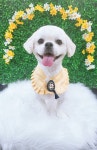 이쁘개 애견미용 애견호텔