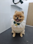 쁘띠샤방