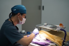 그레이스 고양이 심장&치과병원