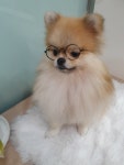 우리개우리냥이