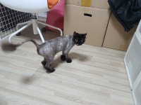 제주냐옹실 고양이미용