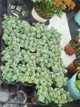더 리프