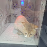 고양이미용실냥냥박사