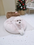 꽃댕댕싸롱