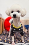 순심이네 펫살롱