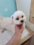 우리개우리냥이