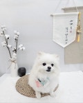 쁘띠르시앙