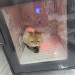 고양이미용실냥냥박사