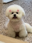 베베멍