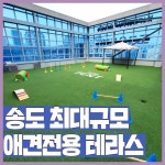 도그유토피아 강아지 유치원