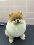 버블독스 대연혁신지구점